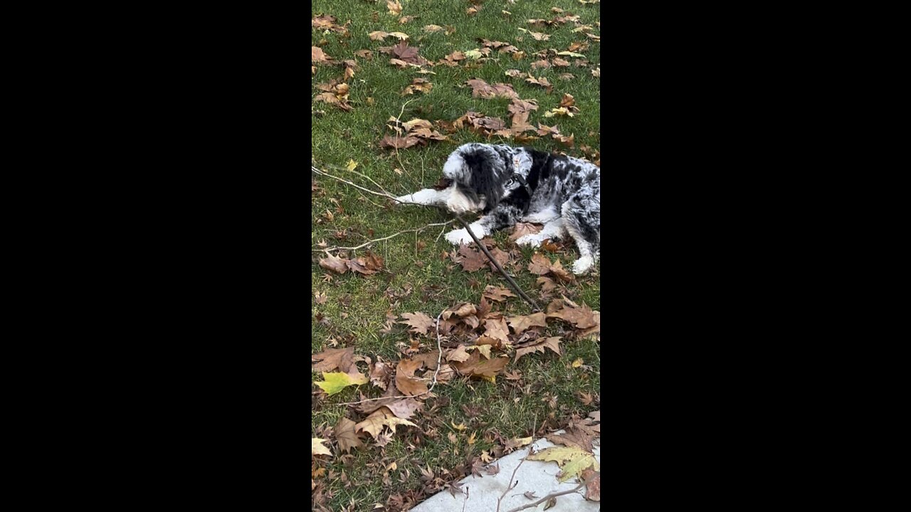 Bernie doodle chews on big stick