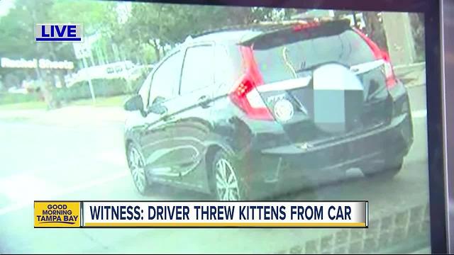 Woman searching for driver who threw two kittens out of moving car on Florida Ave.