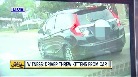 Woman searching for driver who threw two kittens out of moving car on Florida Ave.