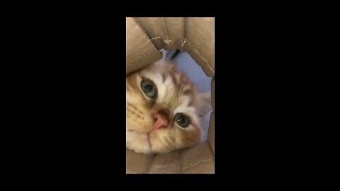 A cute cat wake up and Happy kittens birthday to nerst 🐈🐈😺