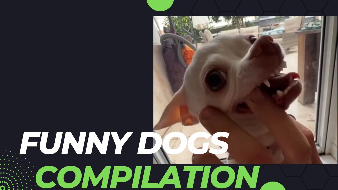 Funniest Dogs Videos On Internet 🤣😂