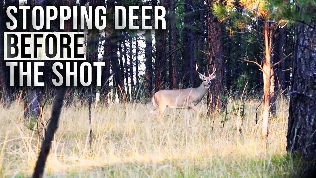 When You Should Stop a Deer Within Shooting Range