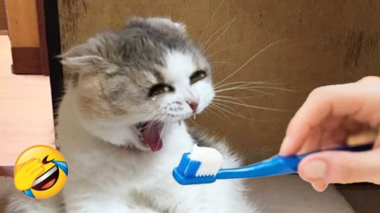 You laugh, You lose 😂 Funniest Animals 😂 Part 54