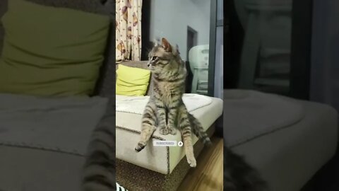 cute cat videos 😹 funny videos 😂 476 😻