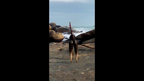 animal fani video
