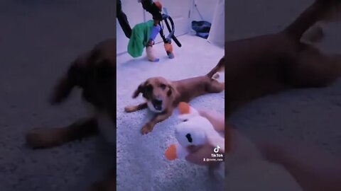 will smacking dog 🐶😲