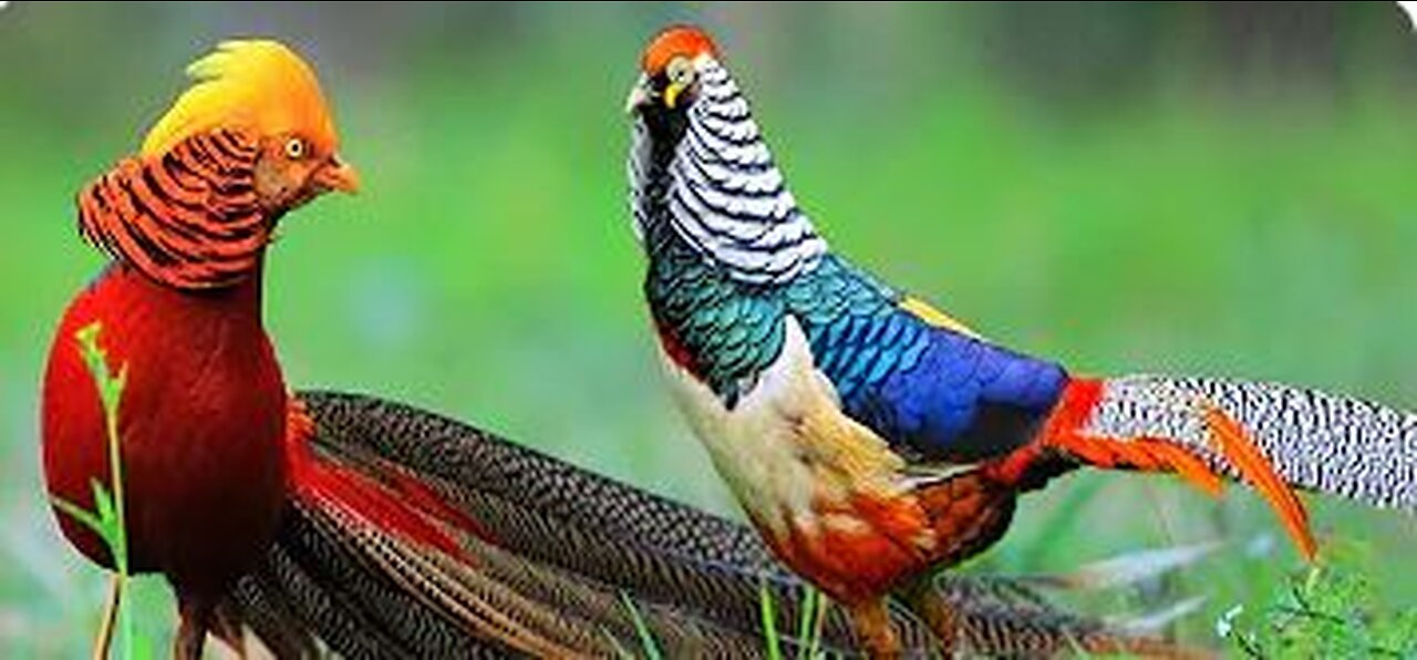 Beautiful Golden Pheasants and Wading Birds