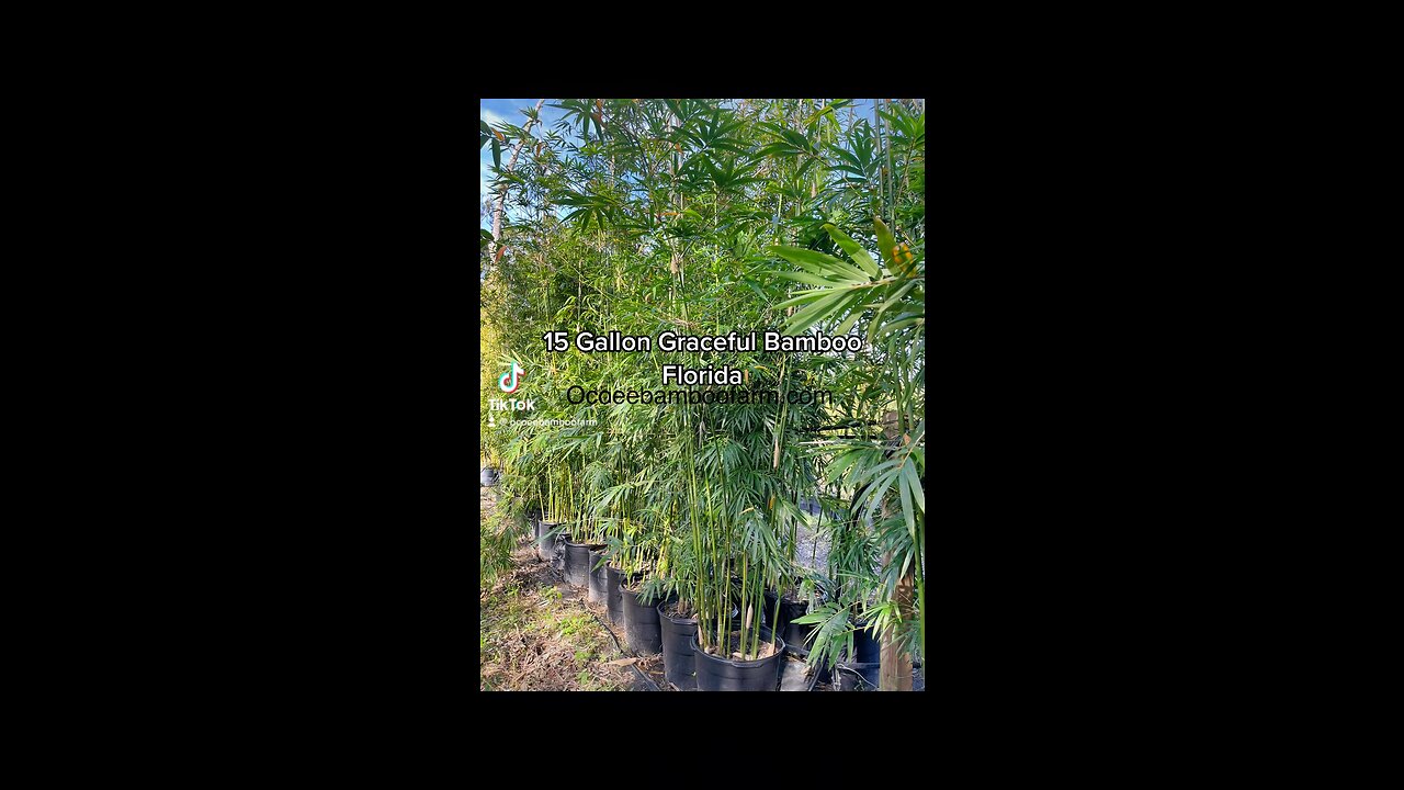 15 Gallon Graceful Bamboo Plants 407-777-4807