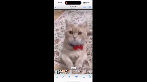 Cat video