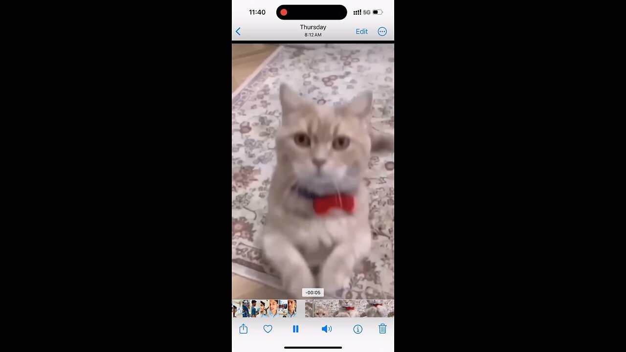 Cat video