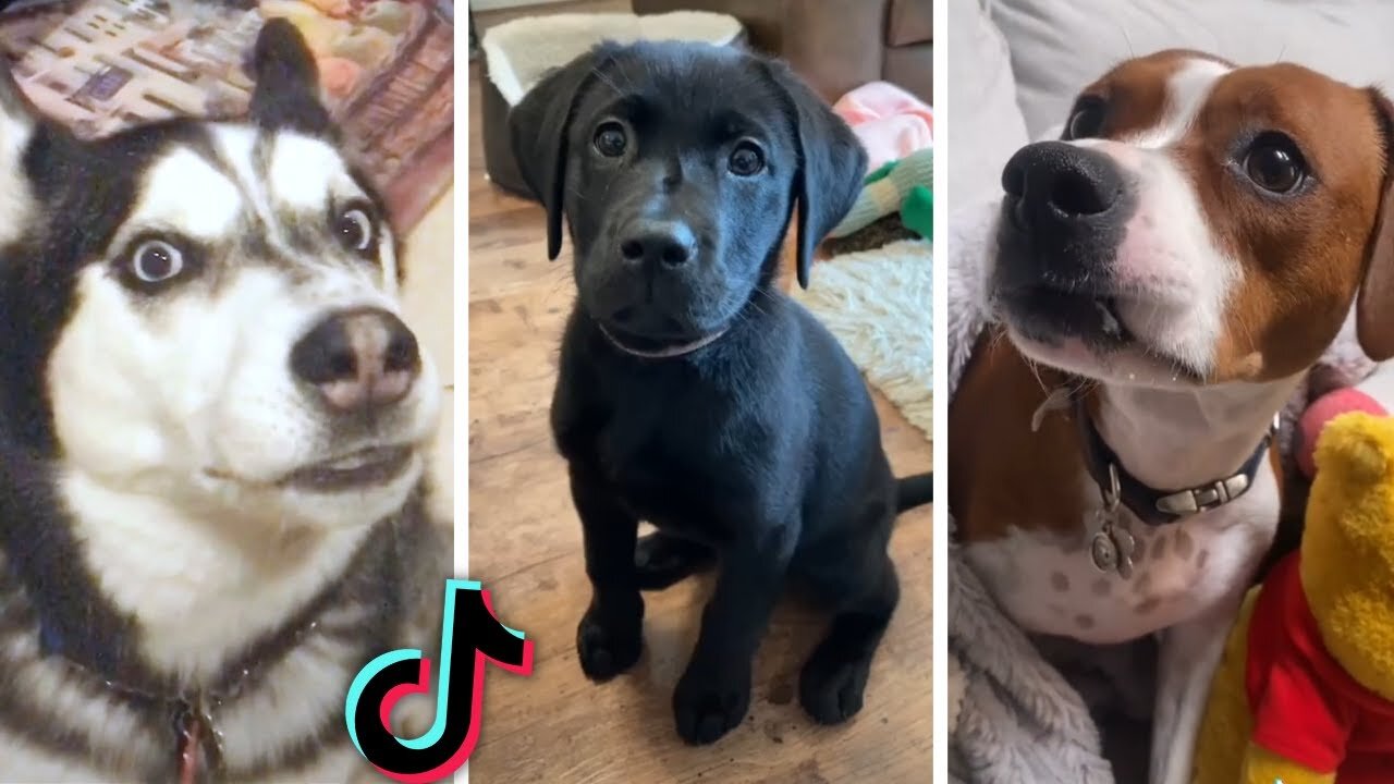 Compilation of Funny DOG Videos! 🤣 Most Viral DOGS on the internet! 🐕