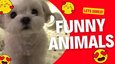 Funny and awesome pet videos