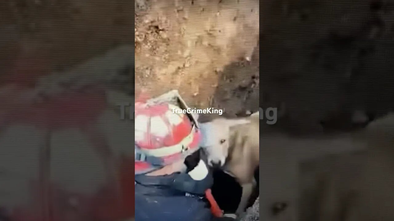 Fire captain saves dog