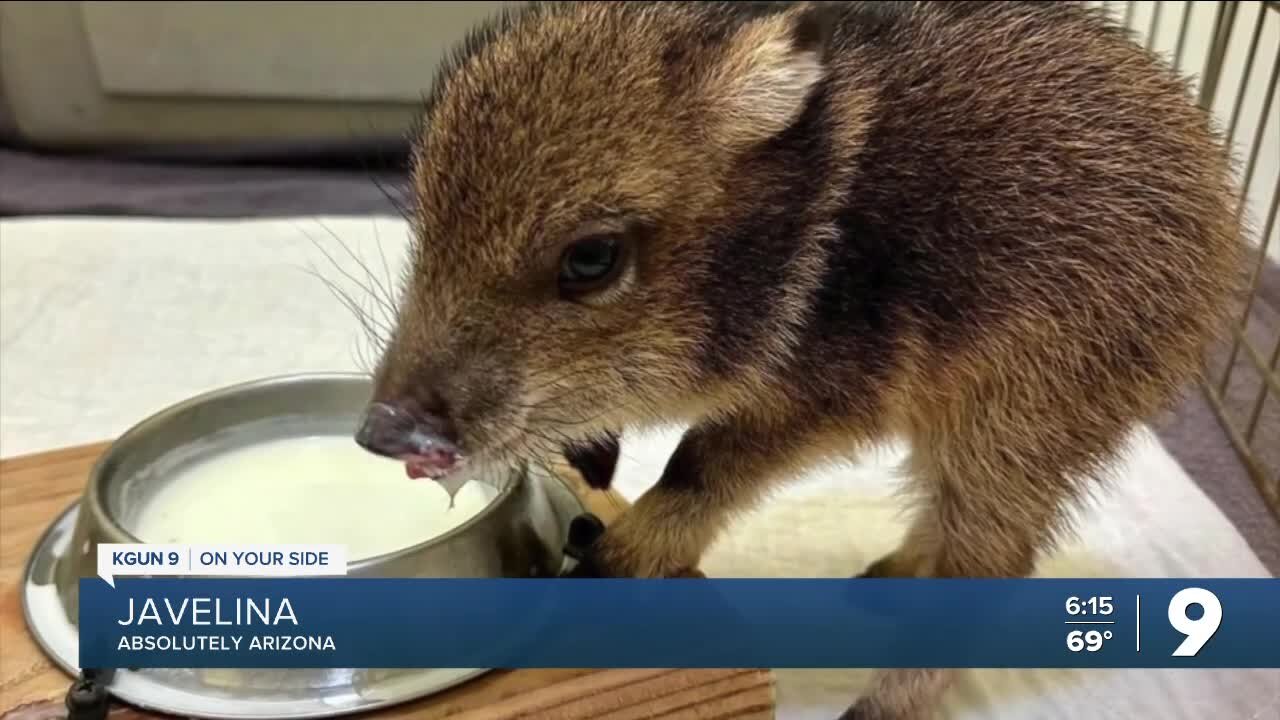 They are not pigs - the Absolutely Arizona story behind javelina