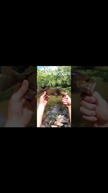 Bit by a SNAKE! Saved a LIFE! (short version)