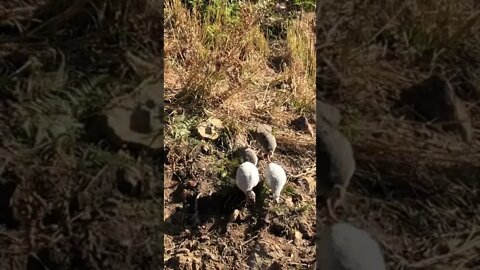 Geese watch over injured baby guinea fowl released back to flock