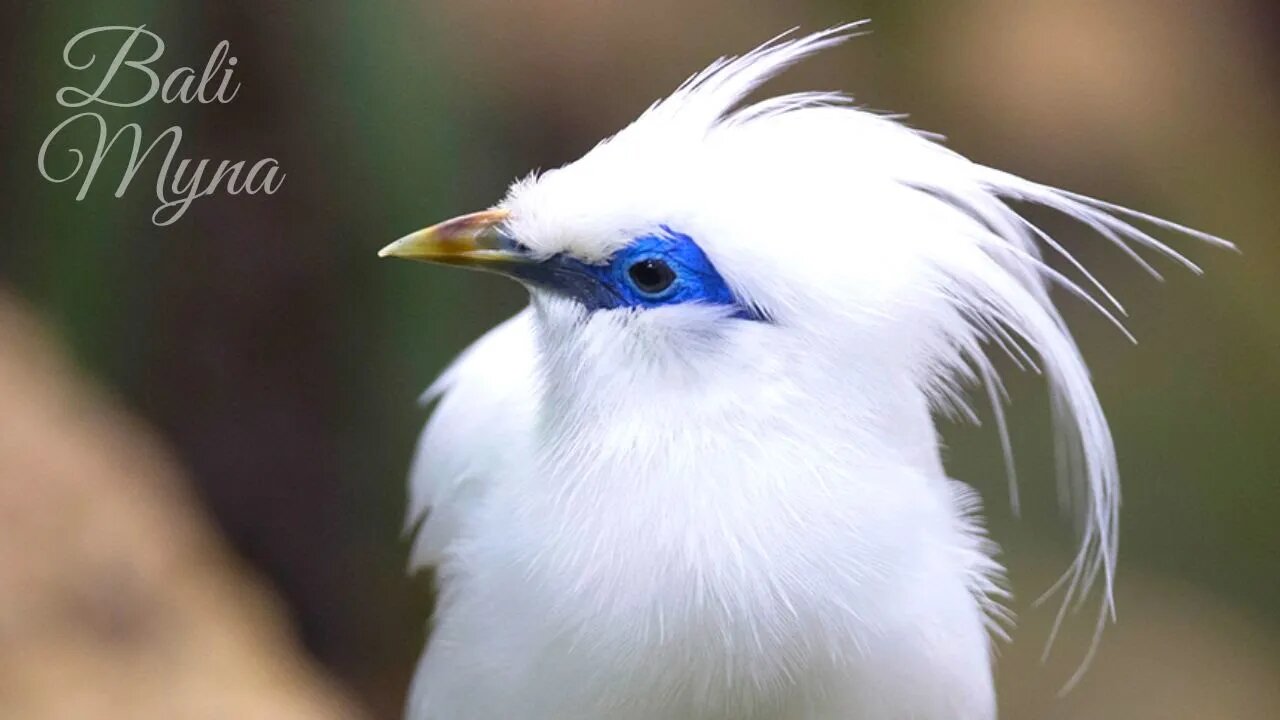 Passaros Exoticos - BALI MYNA, Um Pássaro Raro!