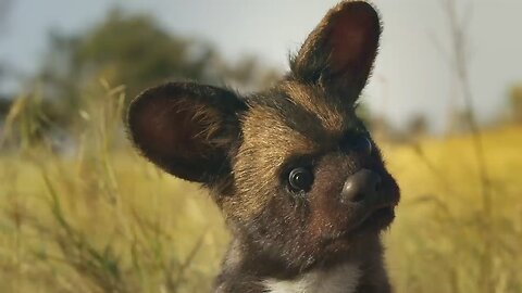 Robotic Spy Puppy Meets Wild Dogs