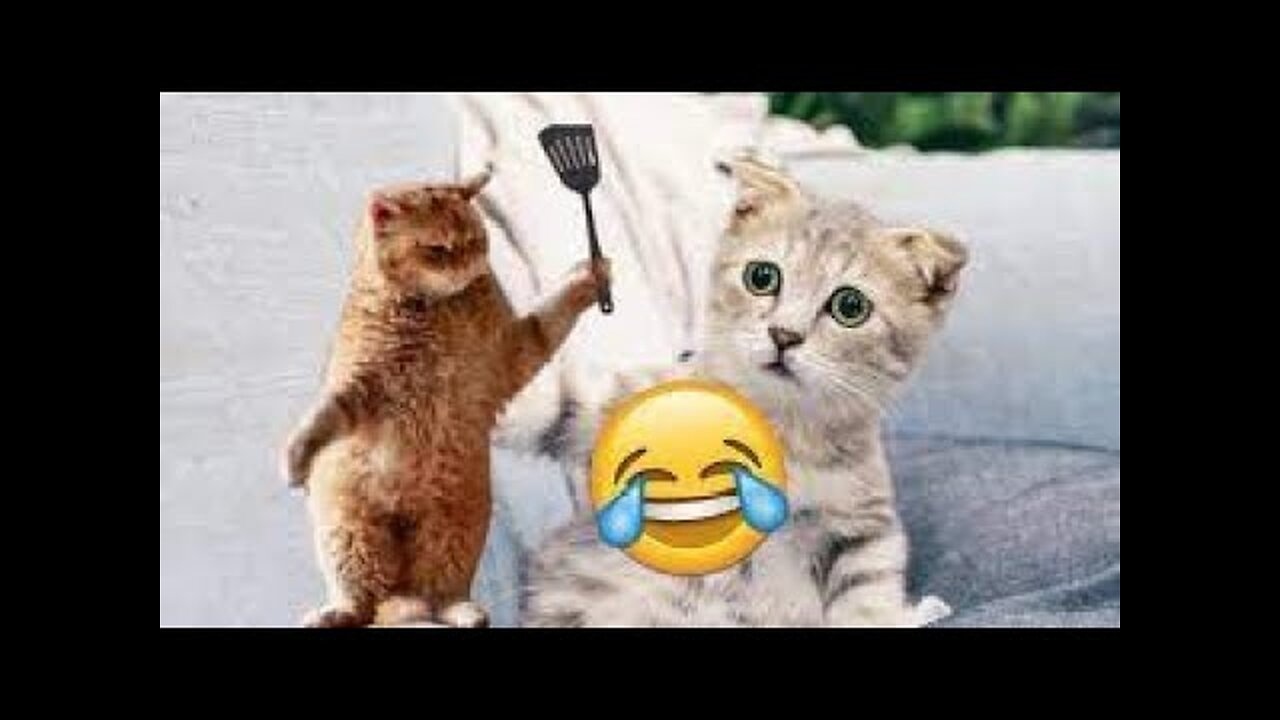 World Best Funniest🤣Cat vs animal vs Kid 🤼‍♂️ Entertainment Don't Try Laughing 🤣 2024 clips 🫡