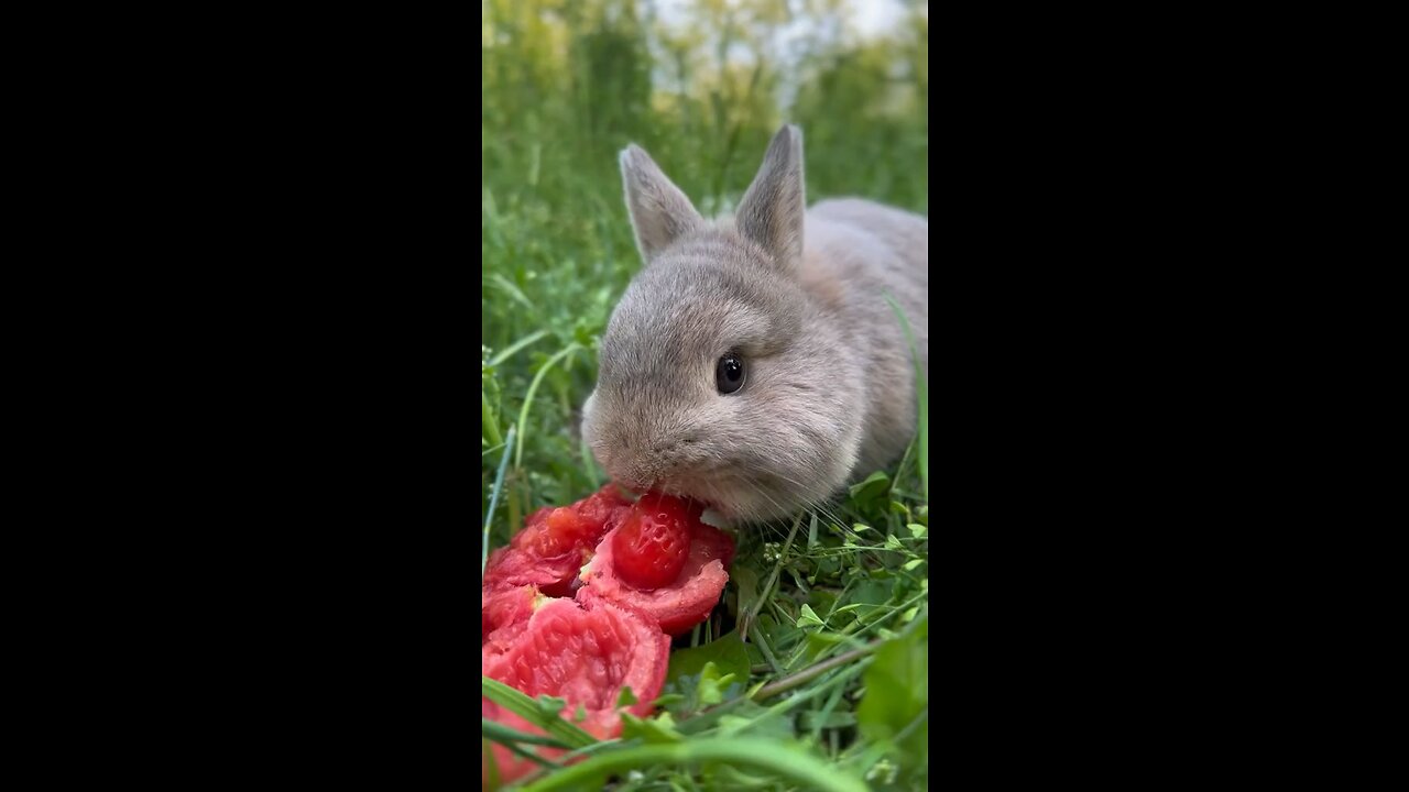 Cute Bunny