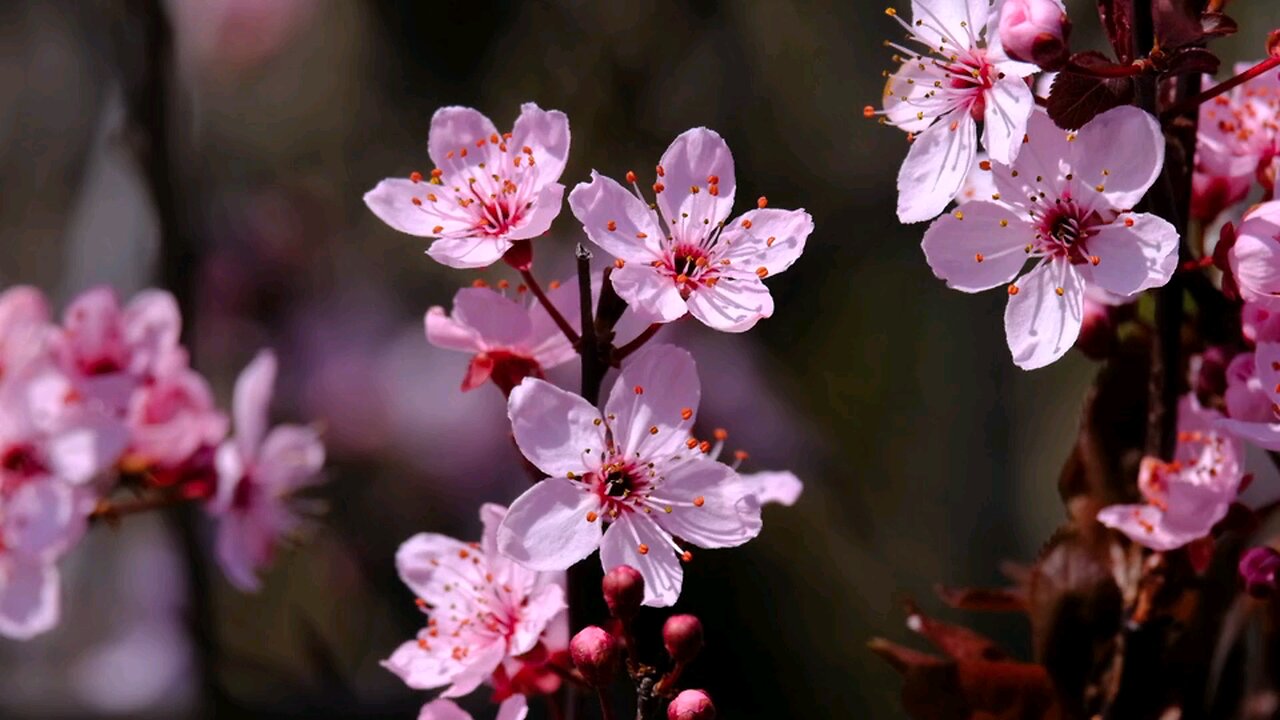 Beautiful Flower Relaxing