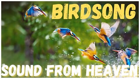 Sound of the skies! Relax to the birdsong Rest, meditate, fall asleep!