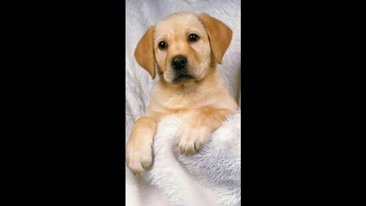 Cute Baby Dogs Funny Videos Compilation