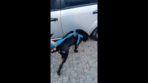 Thor e Atena em seu passeio matinal 22/03
