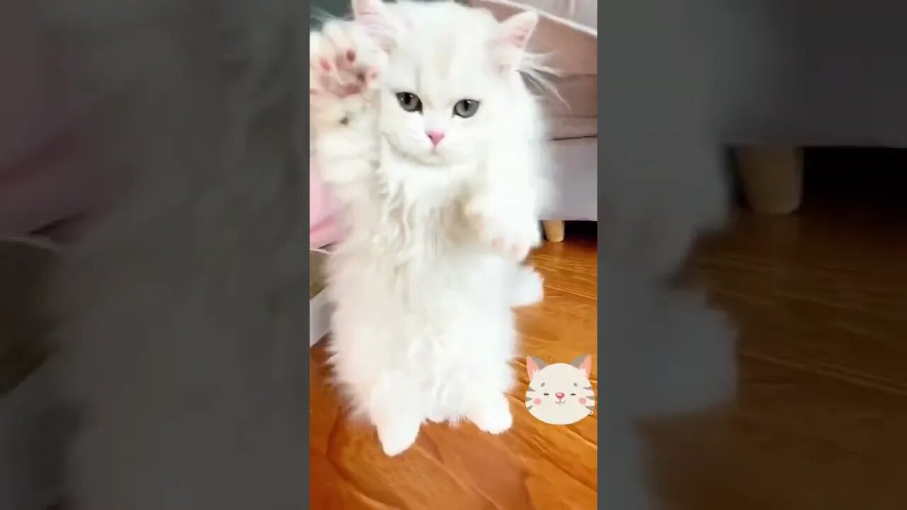 cat : my cute kittens when feel fear #Petsandwild