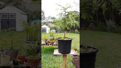 10 seconds of a healthy tamarind tree in the wind. 😁