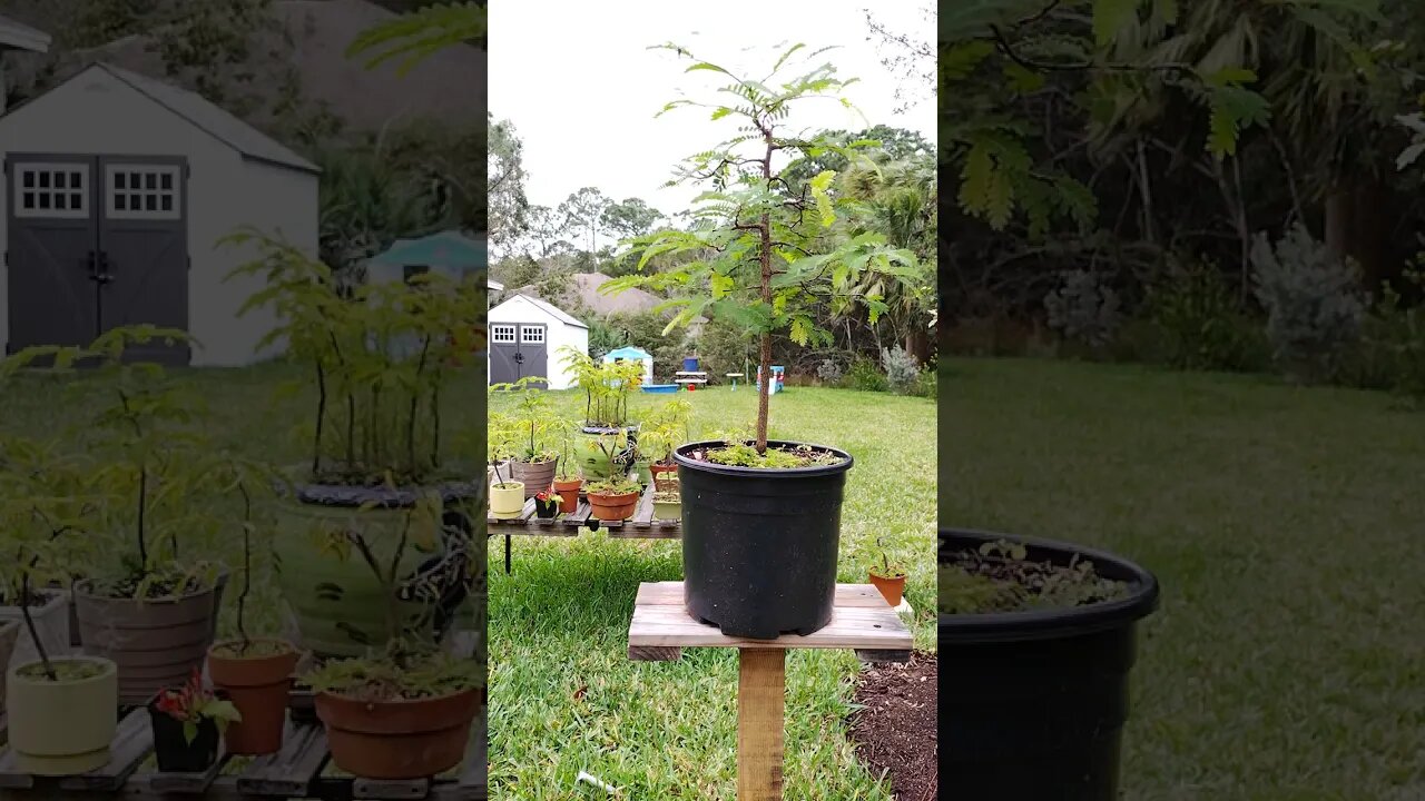 10 seconds of a healthy tamarind tree in the wind. 😁