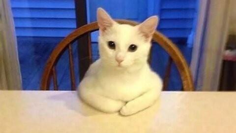 Funniest Cats and Dogs 🐱🐶 Part 24