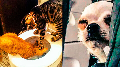 Funniest Cats and Dogs #76