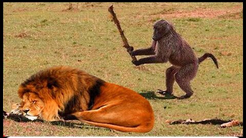 Funny Animals That Will Definitely Brighten Your Day🥰😍🥰 Funniest Animals 😁2023