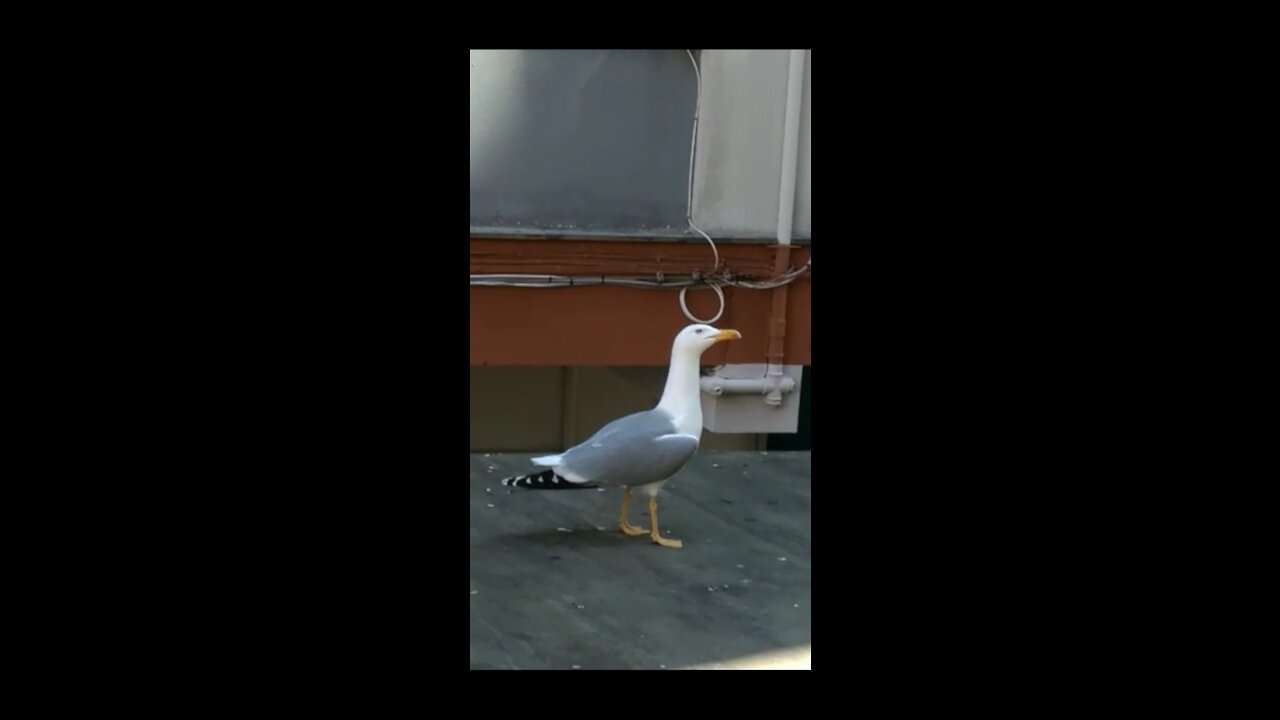 who knows the name of this bird I see everyday infrot of my window :")