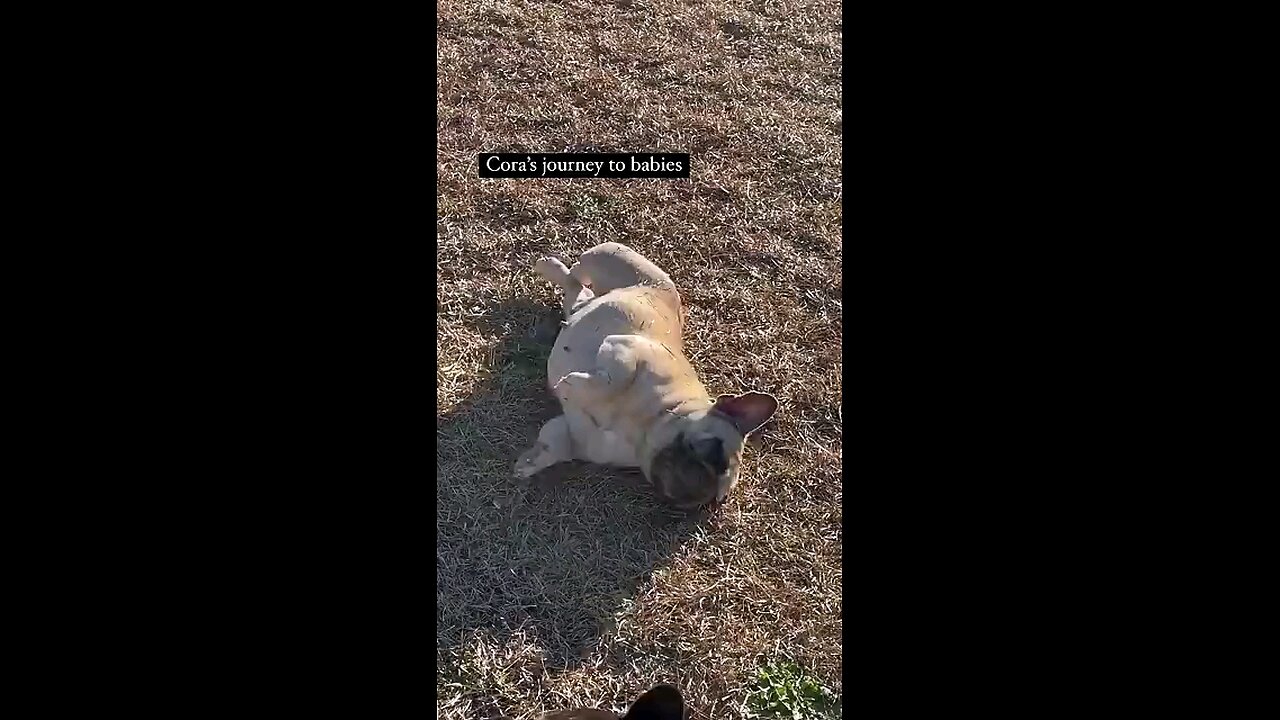 poopy