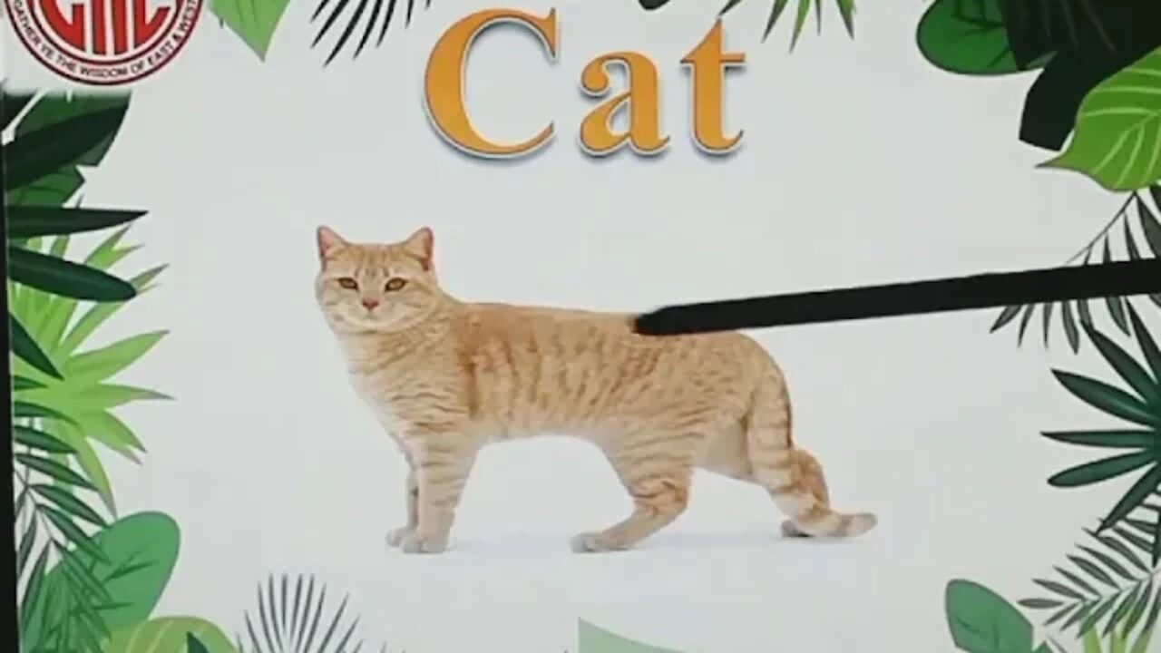 Nur Eng Animals name Part 1 Cat, Dog & Cow