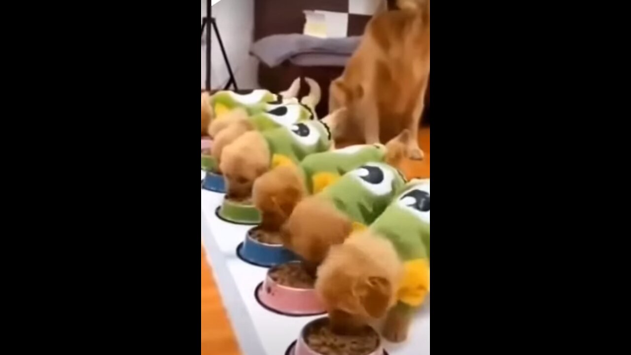 Top Funny Cute Dog Videos and TIKTOK Compilation #short