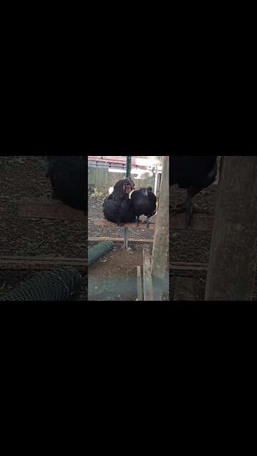 Black Diamonds are metal