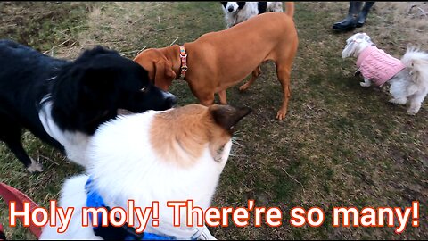 Wild Friends Suddenly Appear