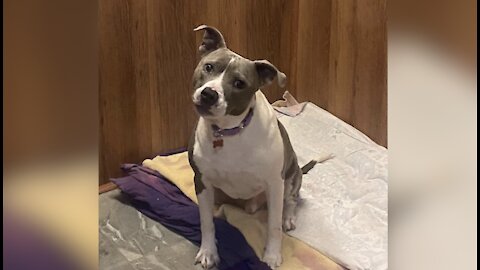 Pet of the week: Buddha