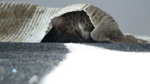 Mysterious Cat Emerges from Under the Carpet