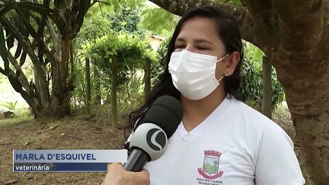 Teófilo Otoni: Autoridades investigam morte de onça parda, às margens da BR-116, na área rural