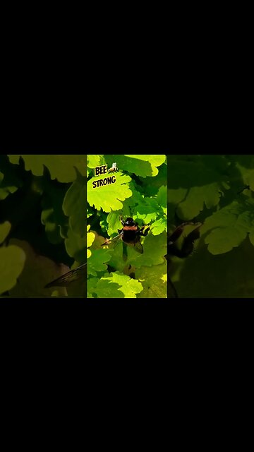 Bee Strong🐝 #nature #naturespirit #bee #bees #bumblebee #inspiration #rocky4 #survival #wildlife