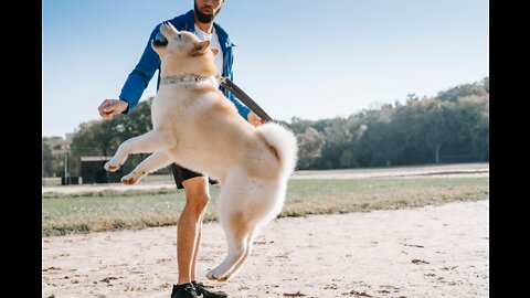 Learn how to train your dog in fun ways step by step in dog training academy