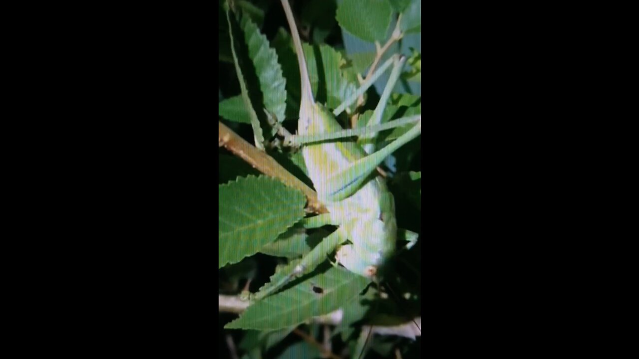 Locust Or Grasshopper? My catch of the day releasing tomorrow?