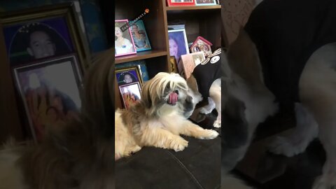 What our daily routine looks like after bed | Shih tzu cute puppies