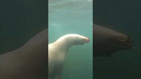 Sea Bass, Garibaldi, and Sea Lions! Oh, my!! (Just another day at La Jolla Cove)