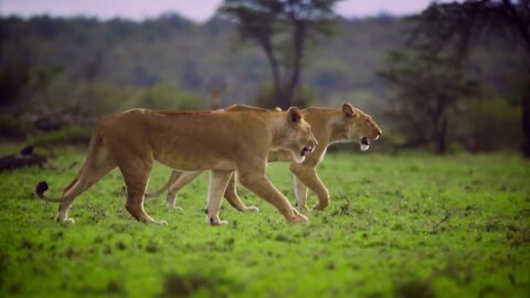 Pair of Lionesses Walking Together #Shorts