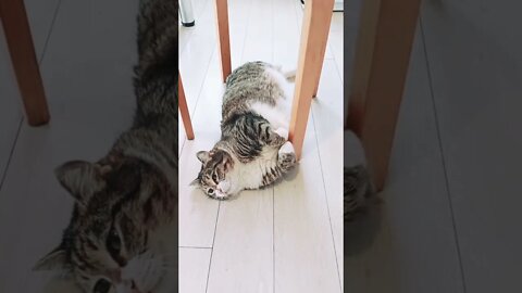 #shorts Прикольные Коты Из Тик Тока 7